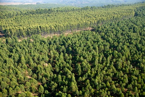 What's The Downside Of Climate Techno-Solutions?