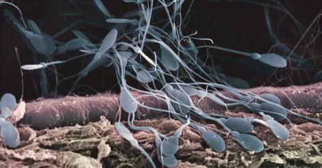 The Myth Of Super Sperm (And What Really Influences Human Fertilization)