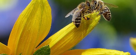 Not Your Mother's Birds And Bee's Talk – Bee-Borne Pesticides