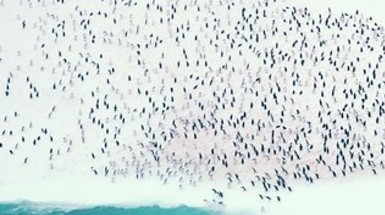 No Country For Penguins