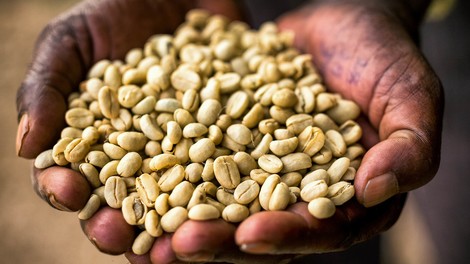 That Coffee You Drank This Morning? The Farmers That Grow It Are In Trouble