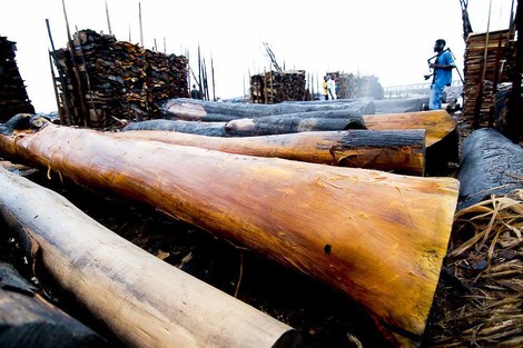 The Fascinating Story Of The Wood Merchants Of Lagos
