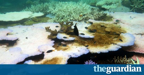 Great Barrier Reef At 'Terminal Stage': Scientists Despair At Latest Coral Bleaching Data
