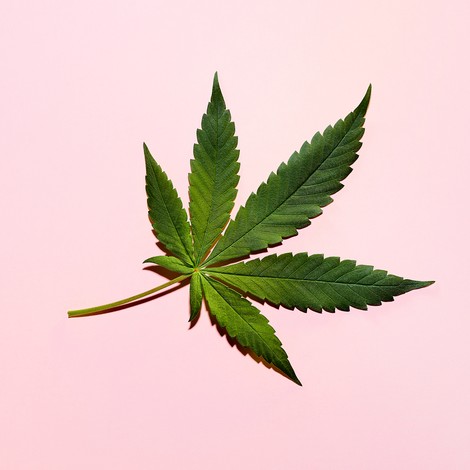 How Our Bodies Use Cannabis