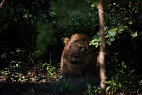 A Modern Version Of Noah's Ark: Saving Elephants, Lions, And Rhinos By Helicopter And Truck