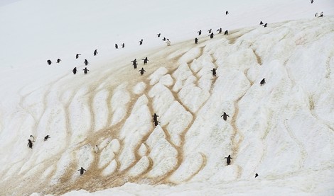 Antarctica's Glacial Beauty In Pictures