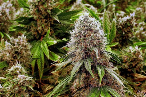 Medicinal Pot For Pets?
