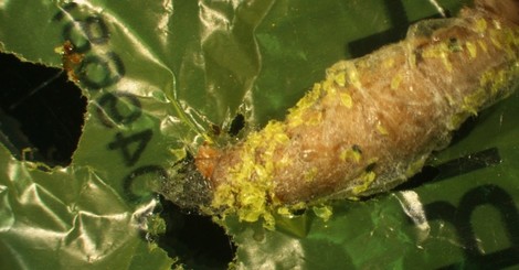 The Plastic-Eating Caterpillar Is Not The Solution