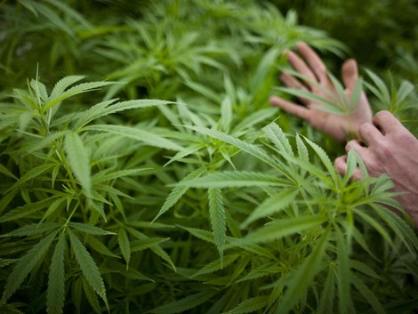 Can Cannabis Curb Dementia? 