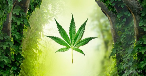 Cannabis As An Exit — Not Gateway — Drug 