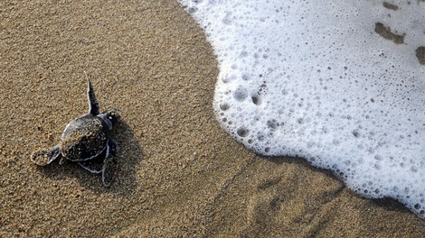 Climate Change Makes Most Sea Turtles Female And It's Not Good