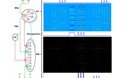 Using A Moth's Neural Network To Improve Machine Learning