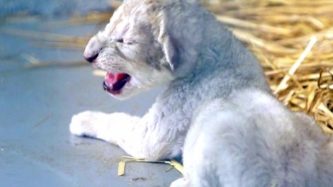 War Zone Animals: A Rescue Mission 