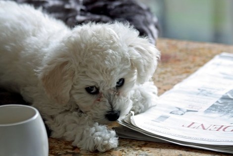 What Happens To The Readers When Newspapers Kill Print And Turn Fully Digital?