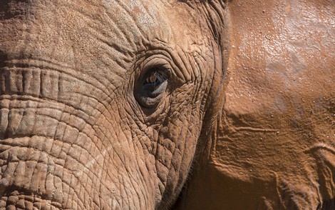 If elephants aren't persons yet, could they be one day?