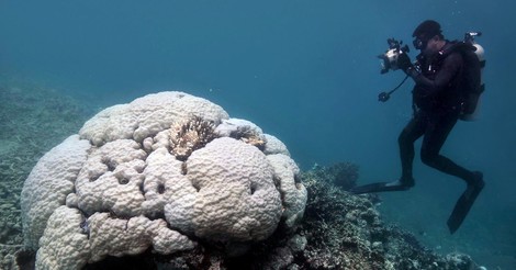 Climate Change Kills Huge Patches Of The Great Barrier Reef