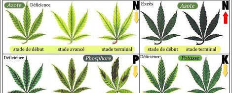 What Comes After The Legalization Of Cannabis?