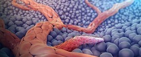 Blood Vessel Building, Angiogenesis And Healing