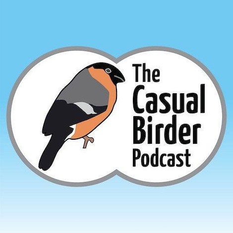 The Casual Birder: Petulant Jackdaws And Garden Squabbles